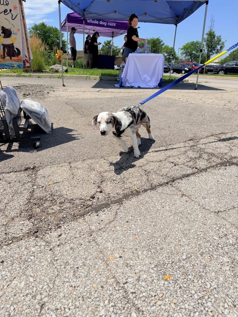 The dogs couldn't wait to get into the fun!