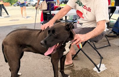 Is Your Pup on Track?: Puppy Socialization Timeline