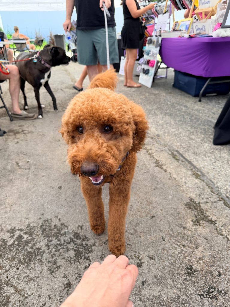 More dogs at our party
