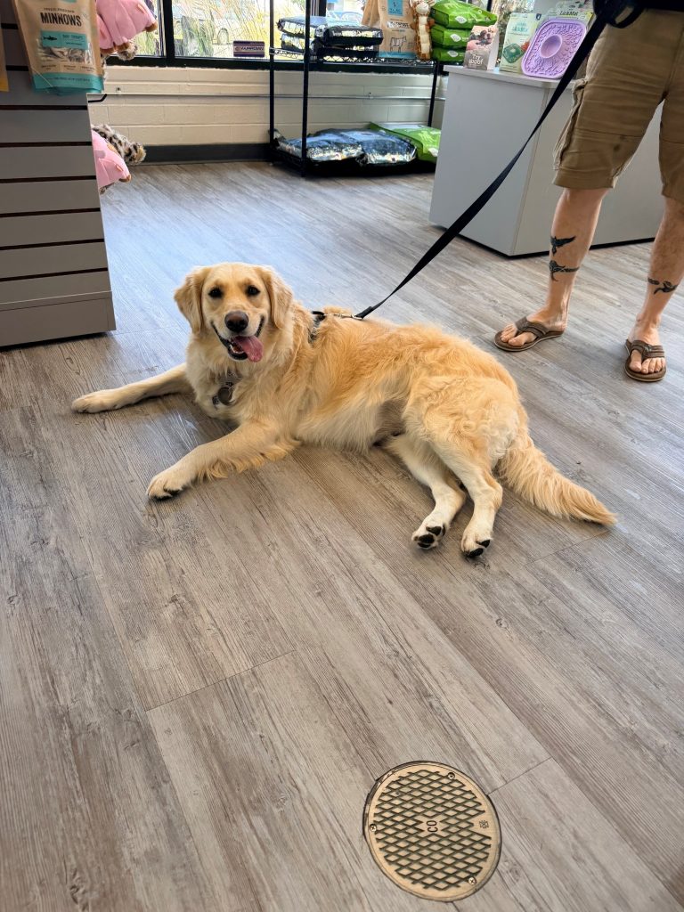Beating the heat inside our cool dog daycare facility