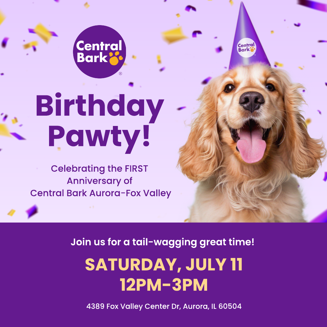 Central Bark dog daycare facility turns one - let's celebrate