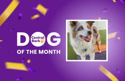 June 2026 Dog of the Month at Central Bark Dog Daycare