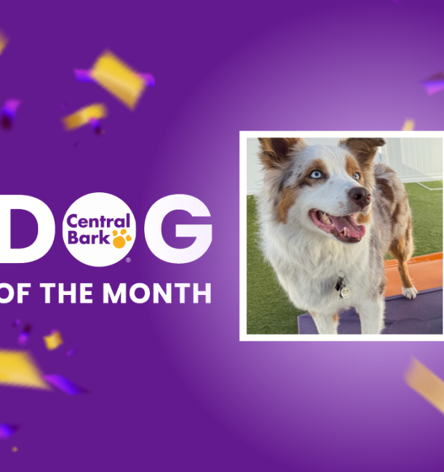 June 2026 Dog of the Month at Central Bark Dog Daycare