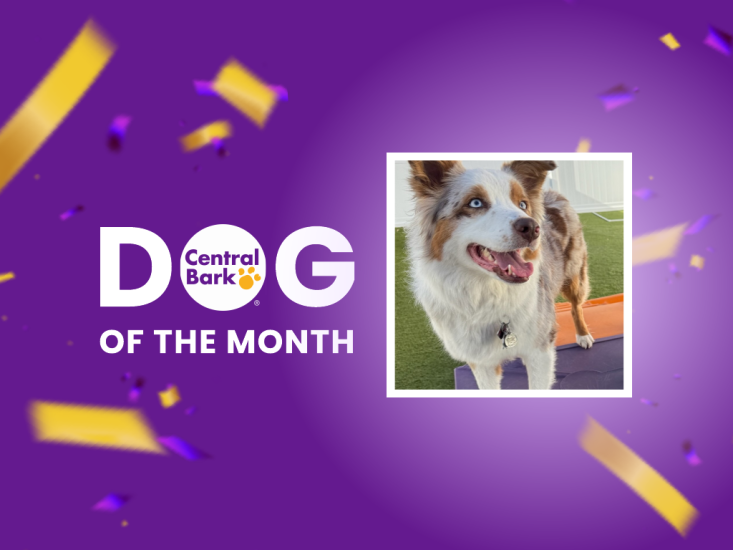 June 2026 Dog of the Month at Central Bark Dog Daycare