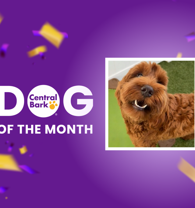 Rosie is Central Bark's Daycare Dog of the Month for June!