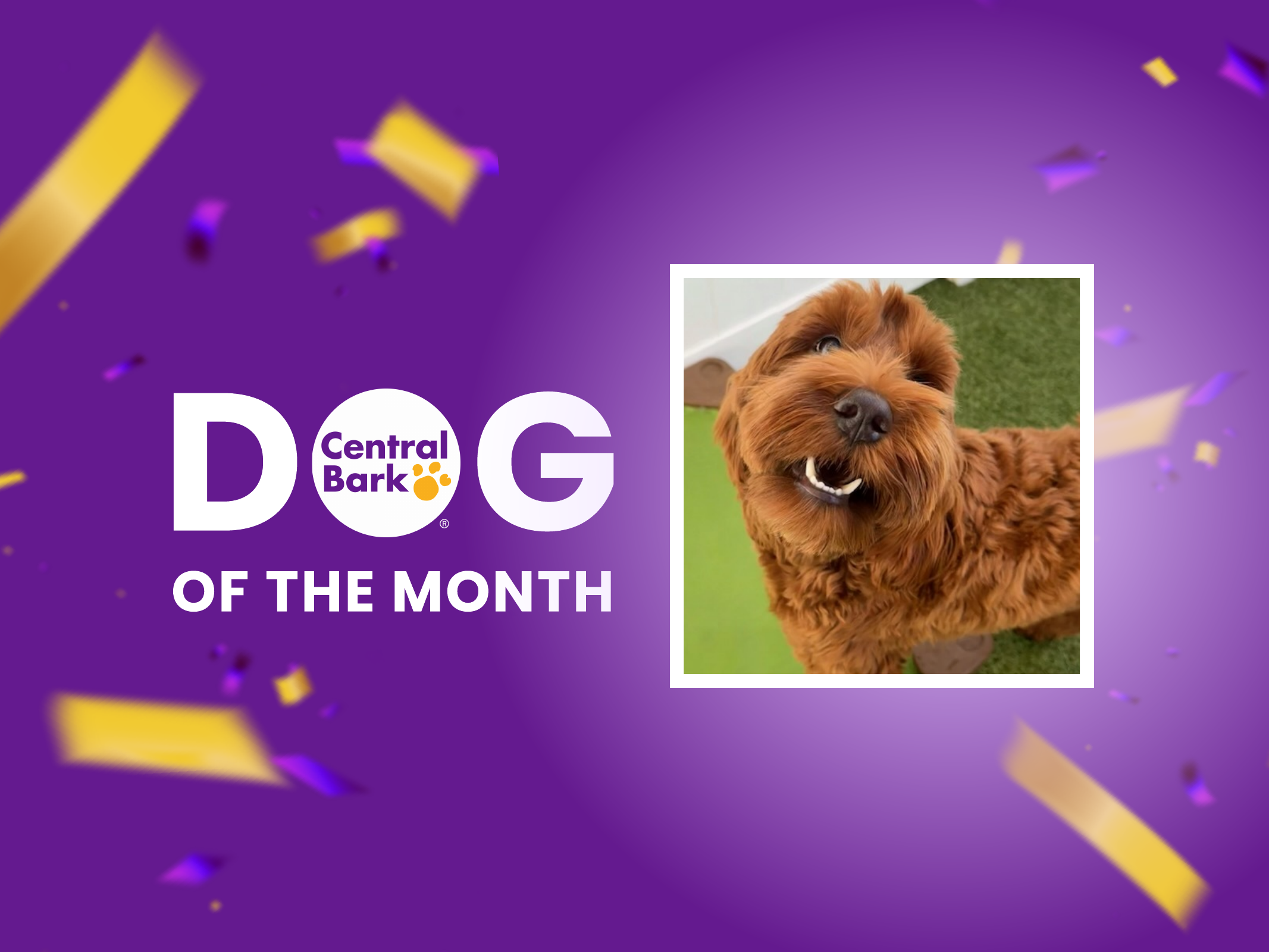 Rosie is Central Bark's Daycare Dog of the Month for June!