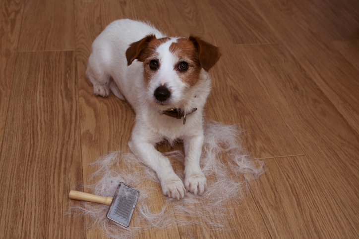 Our dog groomers can do a summer deshed for your pup