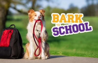Dog training in Naperville-Aurora at Central Bark
