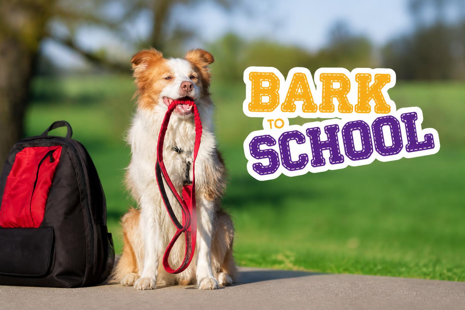 Dog training in Naperville-Aurora at Central Bark
