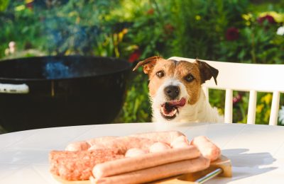 Dog at a summer cookout