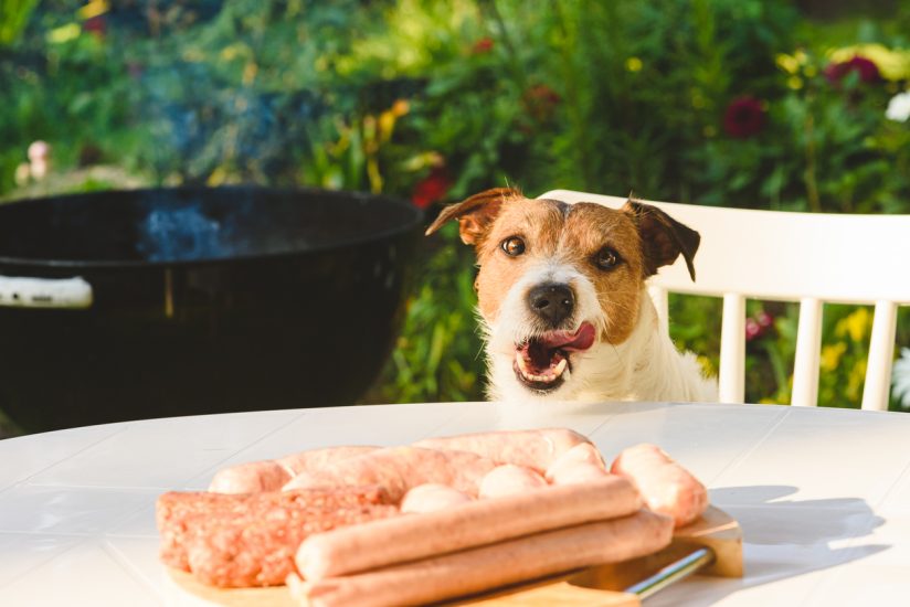 Dog at a summer cookout