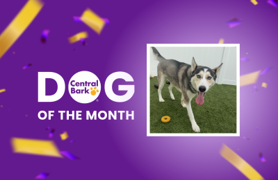 Dog of the Month: Draco