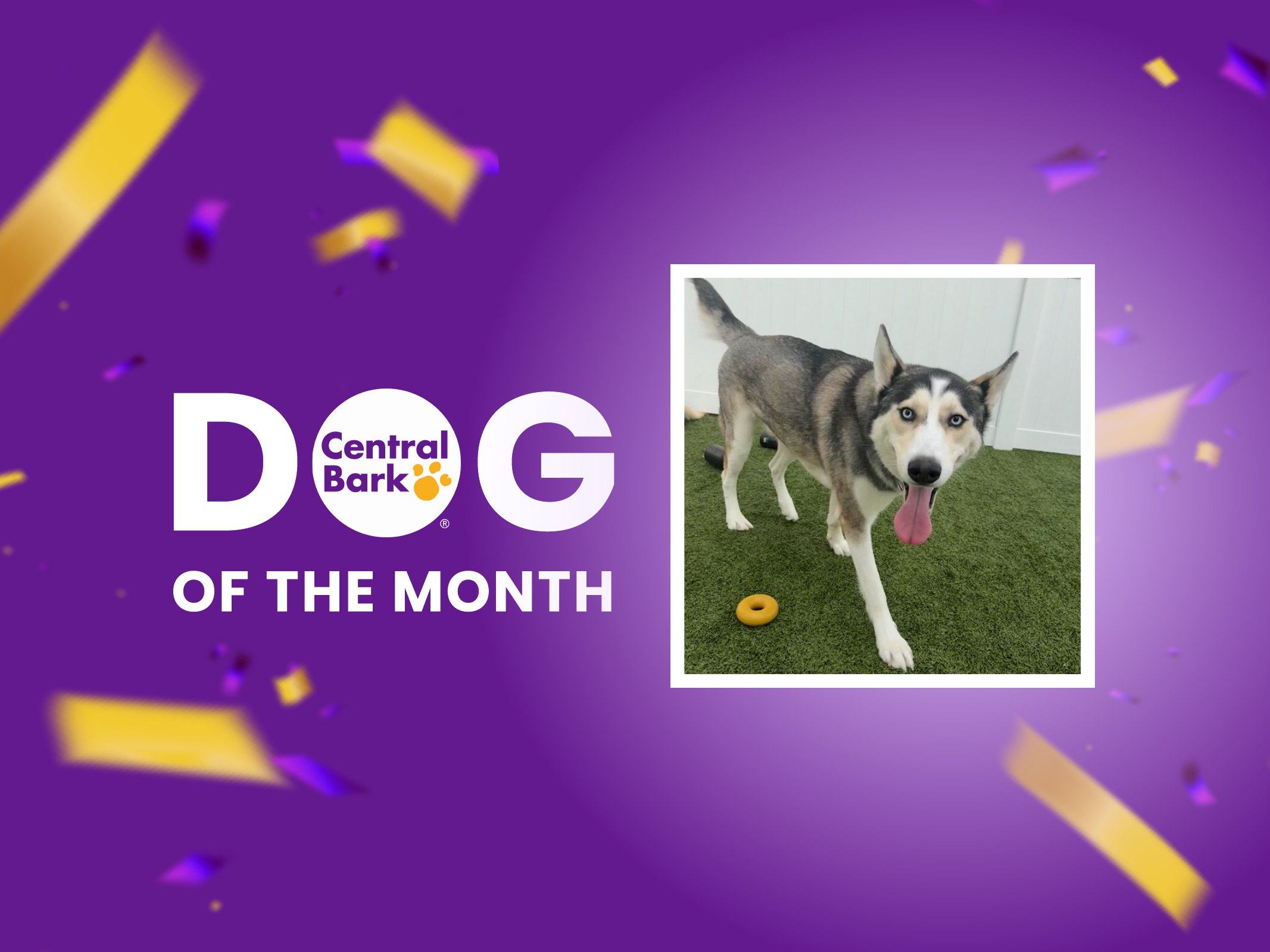 Dog of the Month: Draco