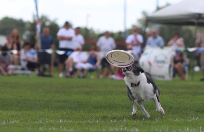 Dog events in Naperville and Aurora