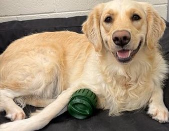 Why Riley switched to Central Bark dog day care