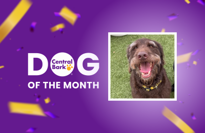 Day Care Dog of the Month at Central Bark