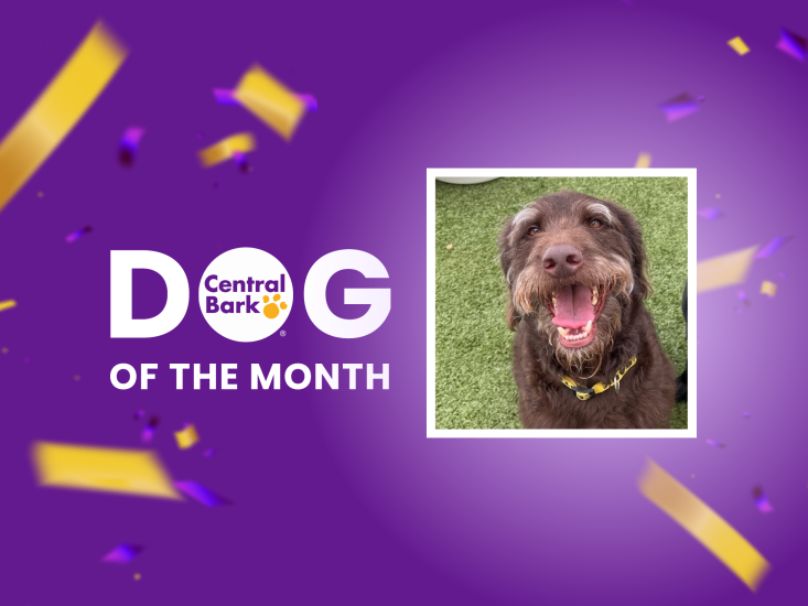 Day Care Dog of the Month at Central Bark