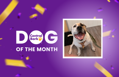 October 2026 Day Care Dog of the Month