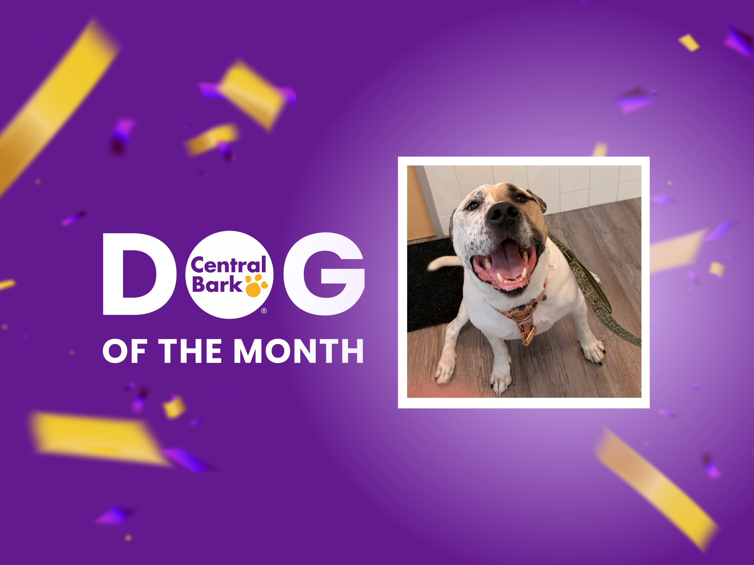October 2026 Day Care Dog of the Month