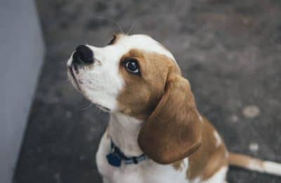 What’s the Best Way to Socialize a Dog