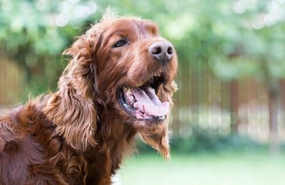 Things to Know About Dogs and Heat Stroke