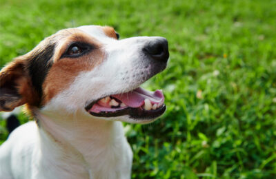 The Skill Every Dog Needs!