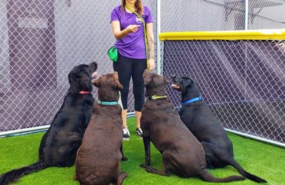 New Year’s Resolutions for Pet Parents