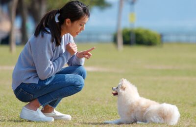 Train Your Dog Month