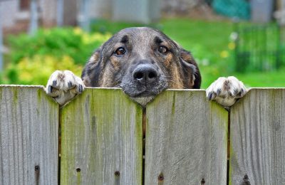 Dog Bite Prevention Tips