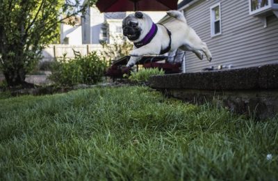 At Home Dog Obstacle Courses