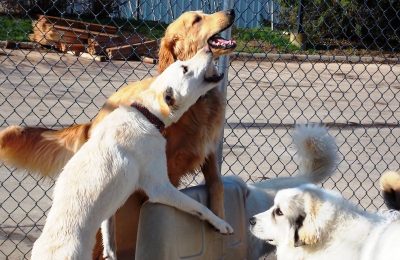 Congrats, Arnold Gus!