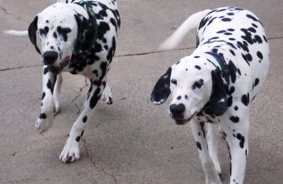 Congrats, Walter and Matilda!