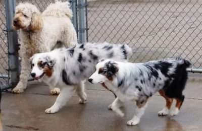 Congrats, Ace and Rio!