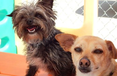 Congrats, Louis and Kramer!