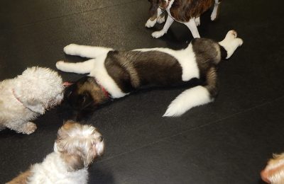 Hulk, Our February Dog of the Month!