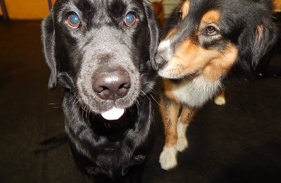 March Dog of The Month