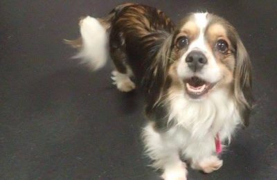 February Dog of The Month