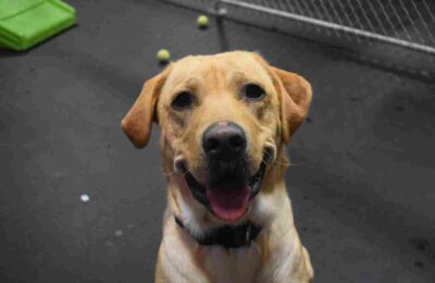 December Dog of The Month