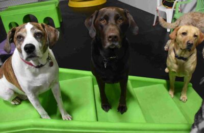 January Dog of The Month