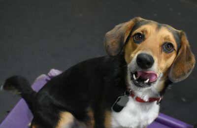 December Dog of The Month