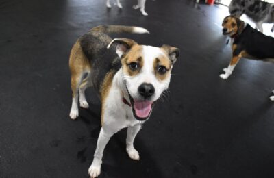 June Dog of The Month (Available for Adoption!)