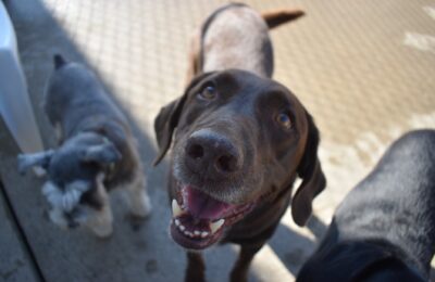 July Dog of The Month