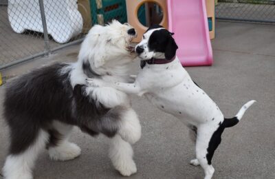 August Dog of The Month