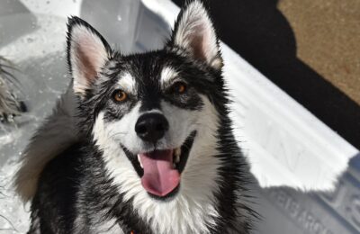 September Dog of The Month