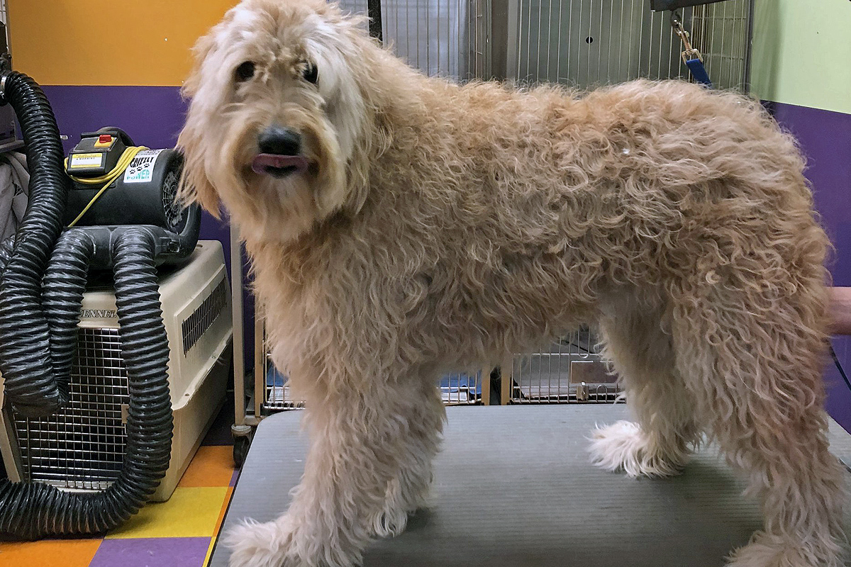 Dog Grooming in Broadview Heights, OH Broadview Heights Dog Grooming