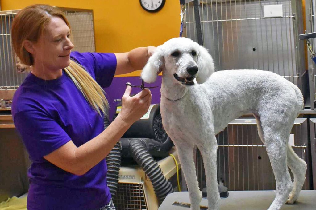 Dog Grooming in Broadview Heights, OH Broadview Heights Dog Grooming