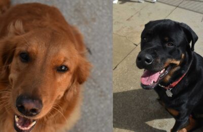 October Dogs of The Month