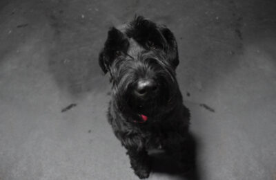 November Dog of The Month