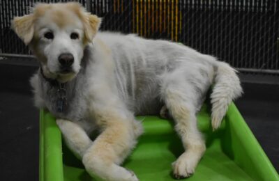 January Dog of The Month