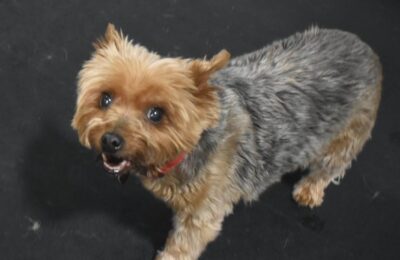 February Dog of The Month